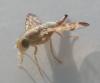 Terellia tussilaginis